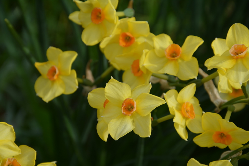 Bratislava street scene 9.jpg