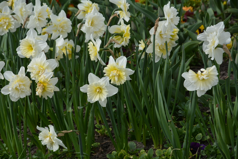 Budapest castle 100.jpg