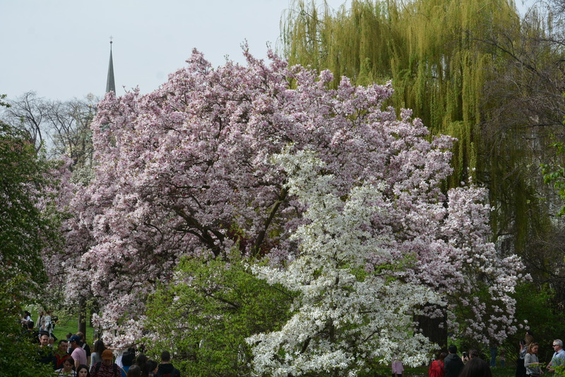 Prague  Castle garden  2.jpg