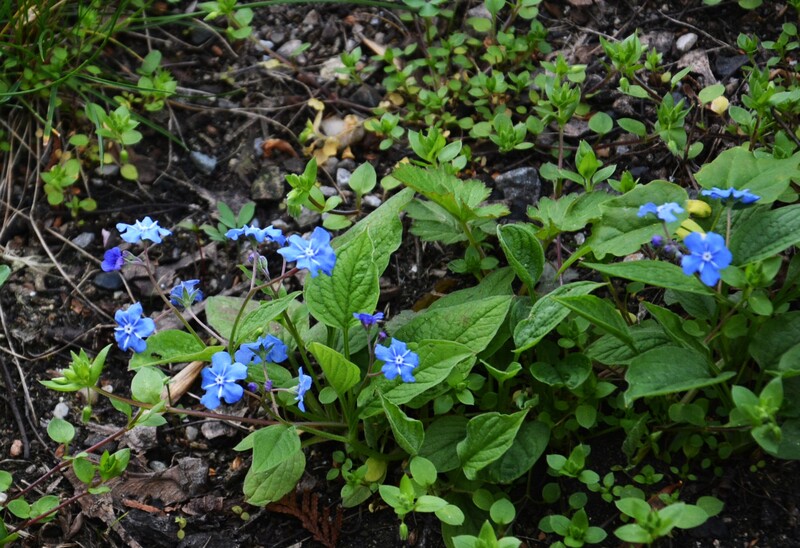Prague Pinkas Synagogue 7.jpg