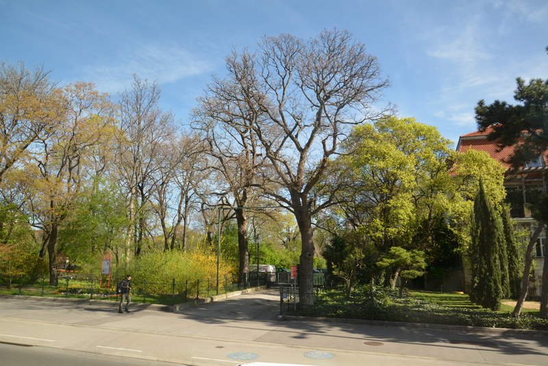 Vienna street 12.jpg