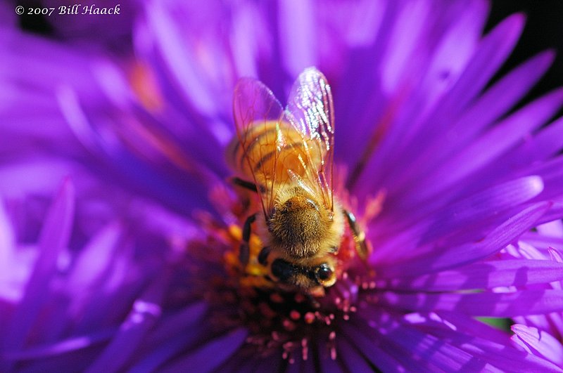 10_DSC_0507 bee on flower 100106.jpg