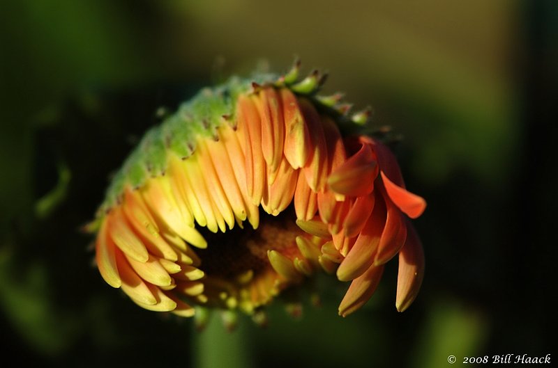 10_DSC_2219 opening daisy 001 081708.jpg