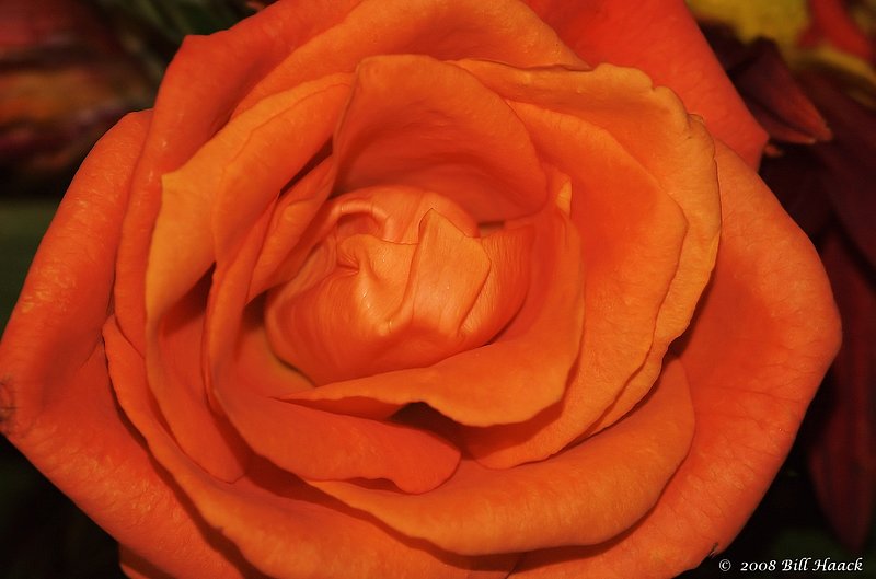 10_DSC_2985 orange rose 111807.jpg