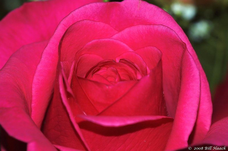 10_DSC_2993 pink rose 111807.jpg