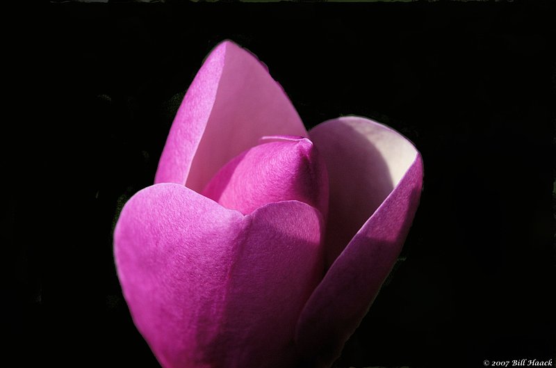 10_DSC_3041 purple magnola flower 032407.jpg