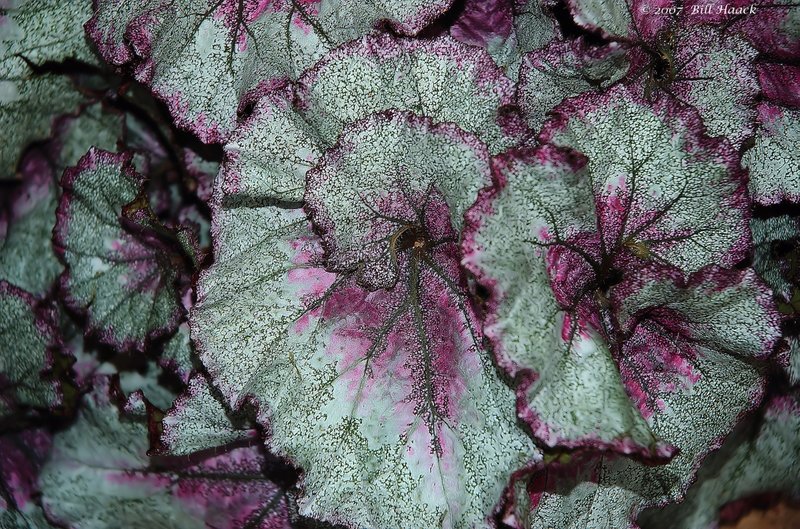 10_DSC_3077 MBG green and purple leaves 112307.jpg