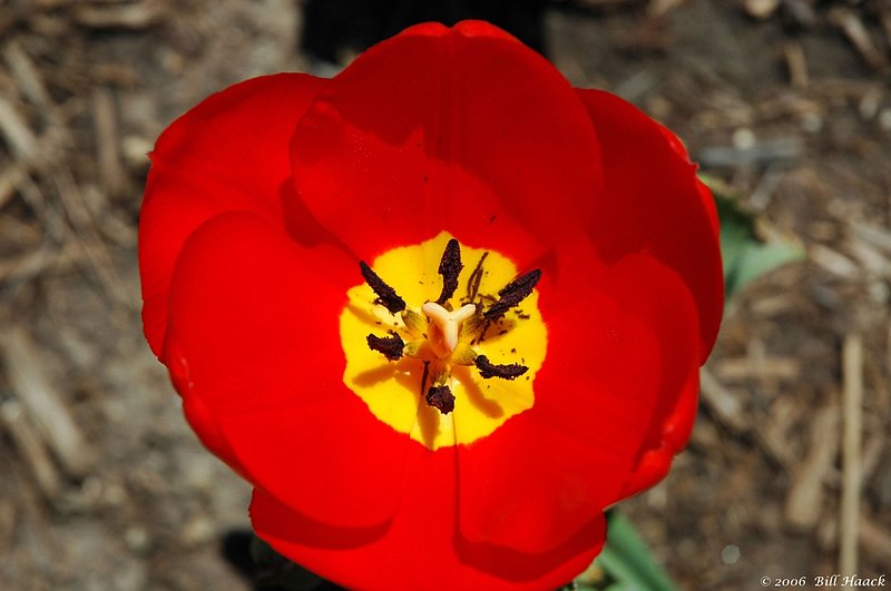10_DSC_3222 red tulip macro 040106.jpg