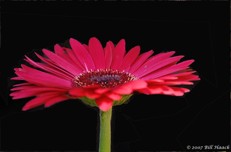 10_DSC_3375 pinkish flower 042007.jpg