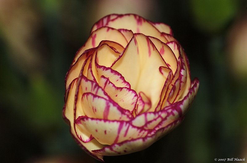 10_DSC_3597 two color carnation 050507.jpg