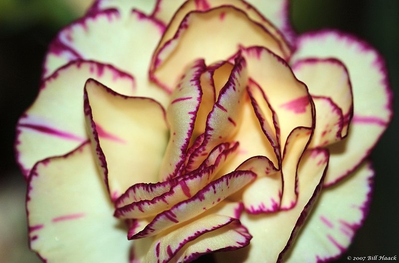 10_DSC_3598 two color carnation 050507.jpg