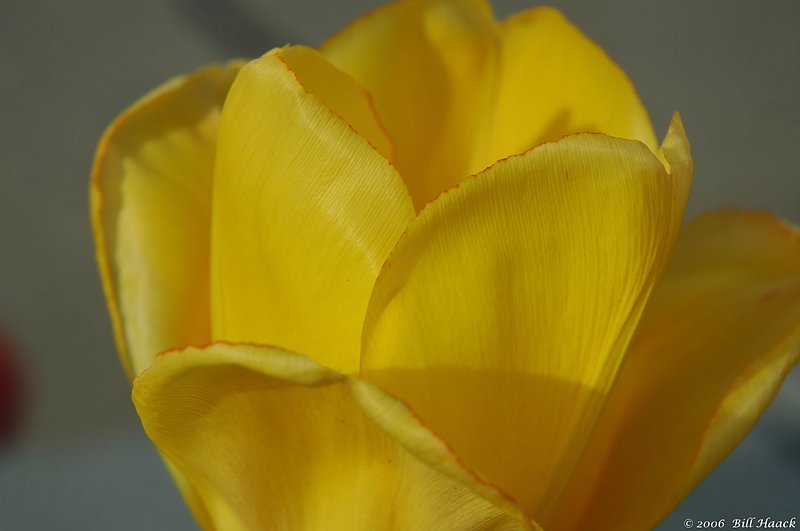10_DSC_3903 yellow tulip open side 041506.jpg
