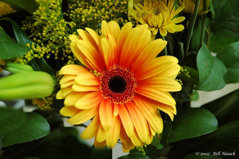 10_DSC_4791 yellow bloom 050406.jpg