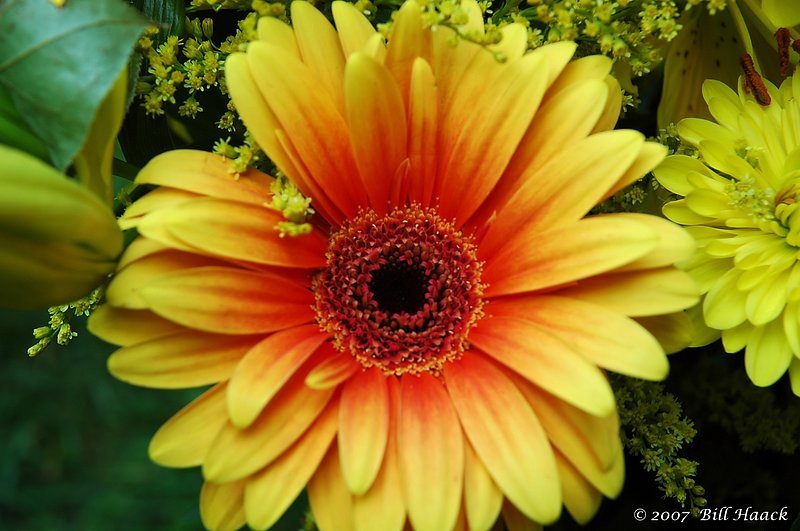 10_DSC_5185 yellow bloom 050706.jpg