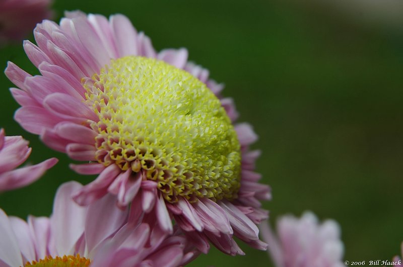 10_DSC_5641 yellow and pink flower 051106.jpg