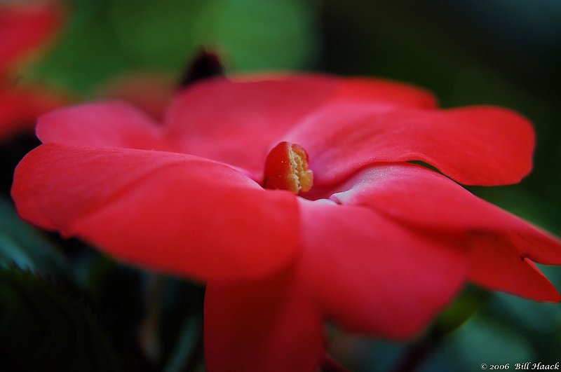 10_DSC_5957 red flat flower 052706.jpg