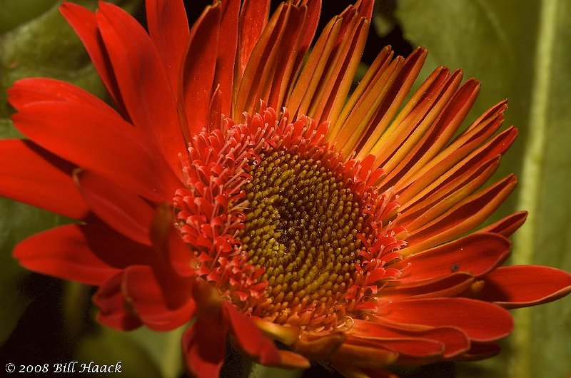 10_DSC_6425 red daisy macro 101908.jpg