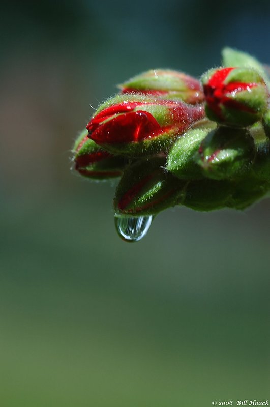 10_DSC_6773 geranium bud h2o drop 061806.jpg