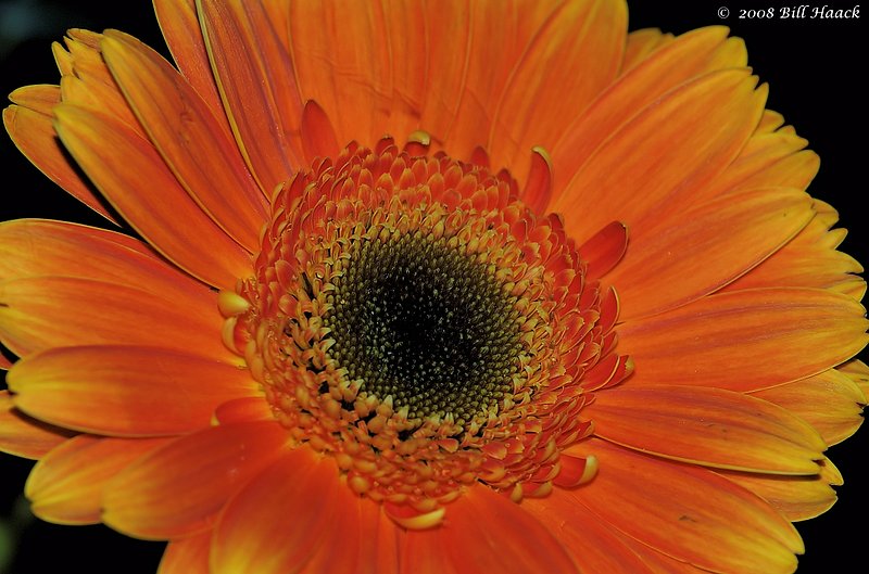 10_DSC_6914 huge daisy like orange 002 042008.jpg