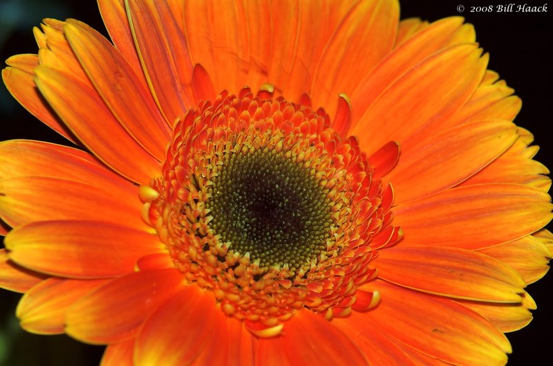 10_DSC_6914 huge daisy like orange 042008.jpg