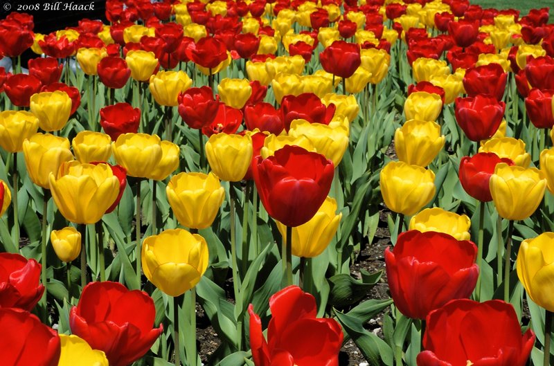 10_DSC_6936 Tulips many 003 042008.jpg