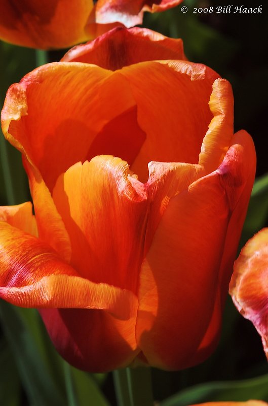 10_DSC_7107 Tulip orange 002 042468.jpg