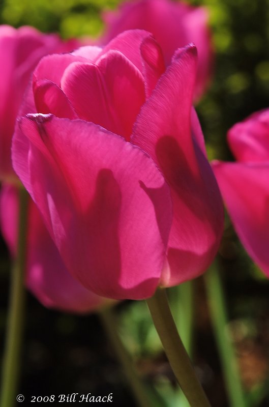 10_DSC_7117 Tulip dark pinkish 001 042468.jpg