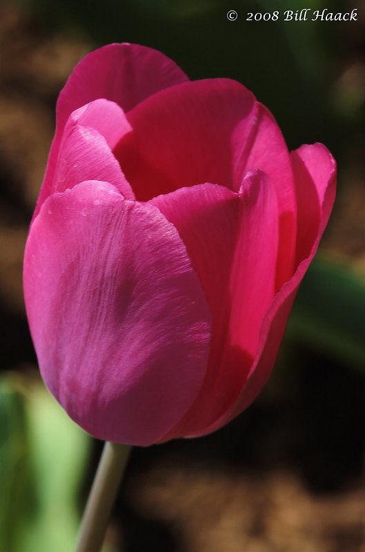10_DSC_7119 Tulip dark pinkish 003 042468.jpg