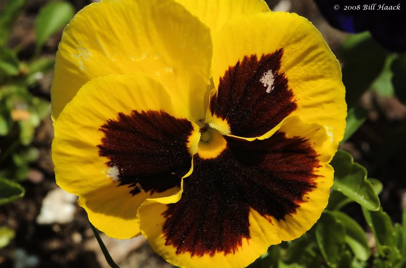 10_DSC_7211 impatient yellow brown 050508.jpg