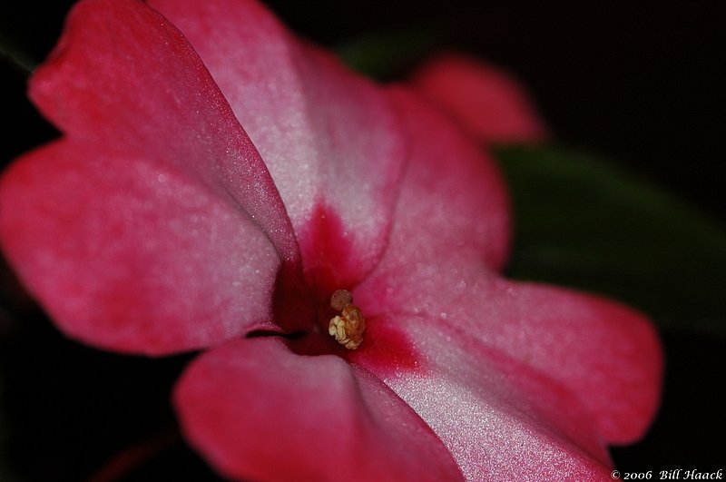 10_DSC_8375 pink macro 080606.jpg