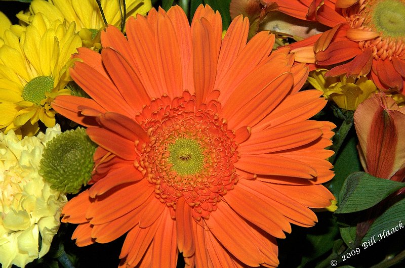 10_DSD0617 orange daisy part others PUCC 012809.jpg