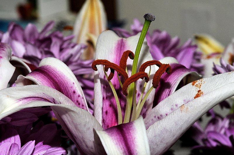 10_DSD0664 inside lily pollen inside 003 012809.jpg