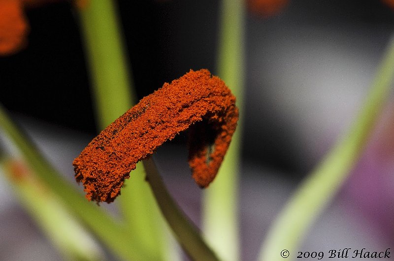 10_DSD0669 inside lily pollen inside 001 012809.jpg