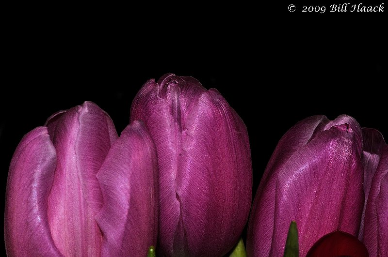 10_DSD1093 violet tulip valentine day 021409.jpg