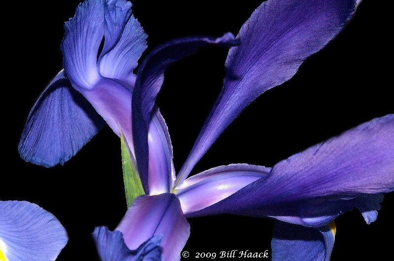 10_DSD1285 Iris macro 001 031609.jpg