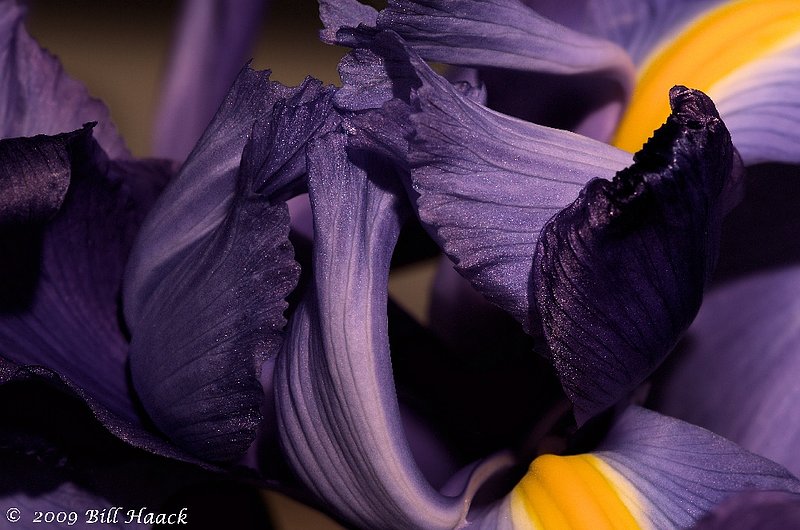 10_DSD1847 Iris macro 002 042009.jpg