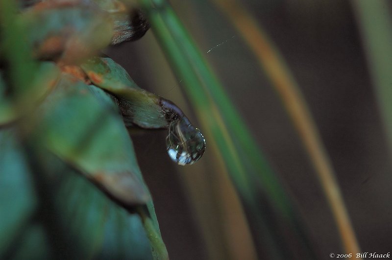 11_DSC_7862 h2o drop 071406.jpg