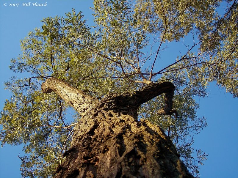 12_100_2910 tree from bottom 102905.jpg