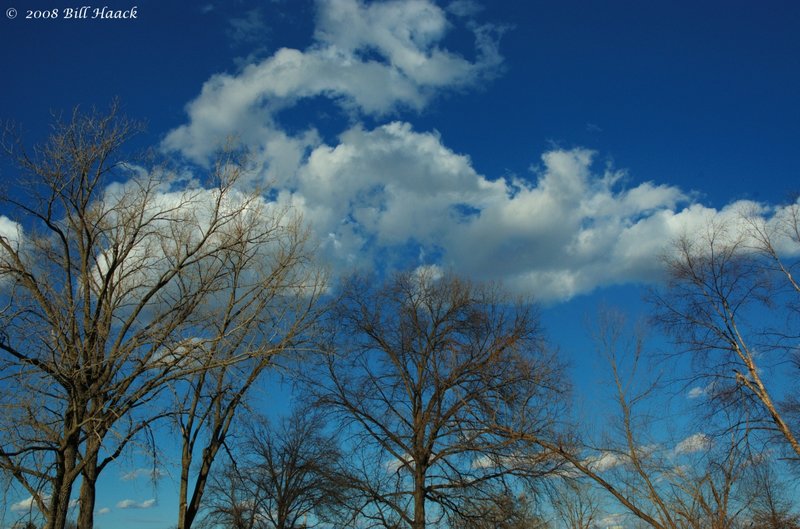 12_DSC_5017 winter trees blue skies 021008.jpg
