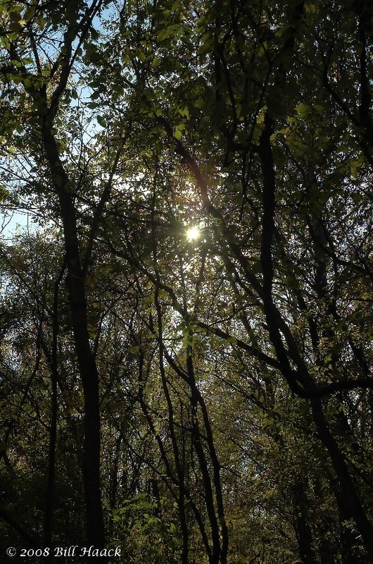 12_DSC_6656 sun star thru trees PUCC outing 102708.jpg