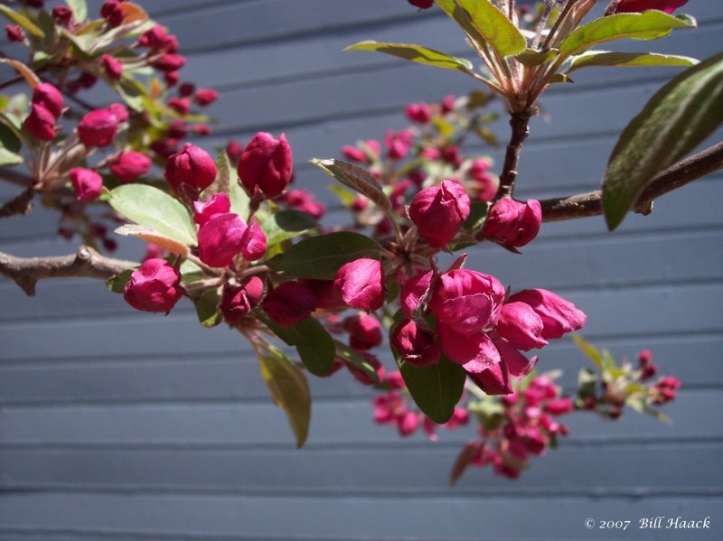 14_100_0317 pink blossoms tree 040805.jpg