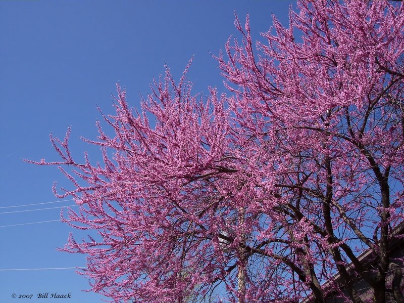 14_100_0327 pink blossoms tree 040805.jpg