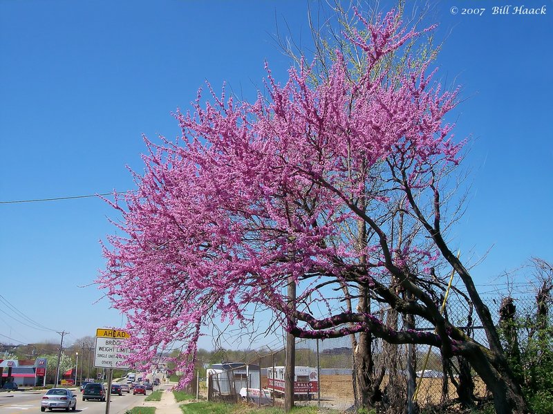 14_100_0328 pink blossoms tree 040805.jpg