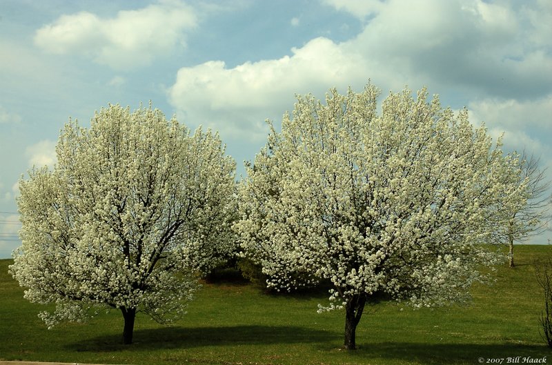 14_DSC_3086 white spring tree blossoms 032406.jpg