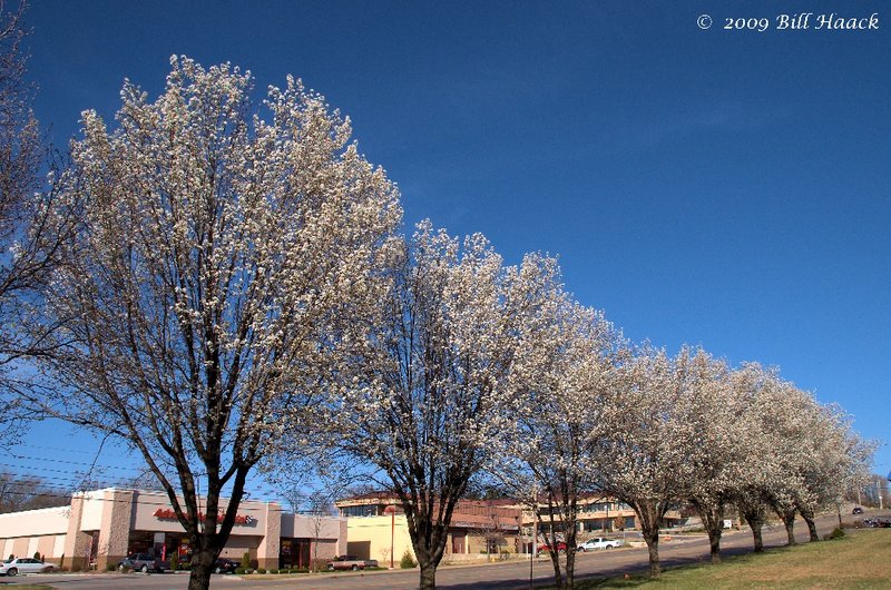14_DSD1336 white blossom spring 003 031909.jpg