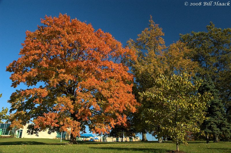16_ DSC_6996 Fall 2008 YMCA tree 1101108.jpg