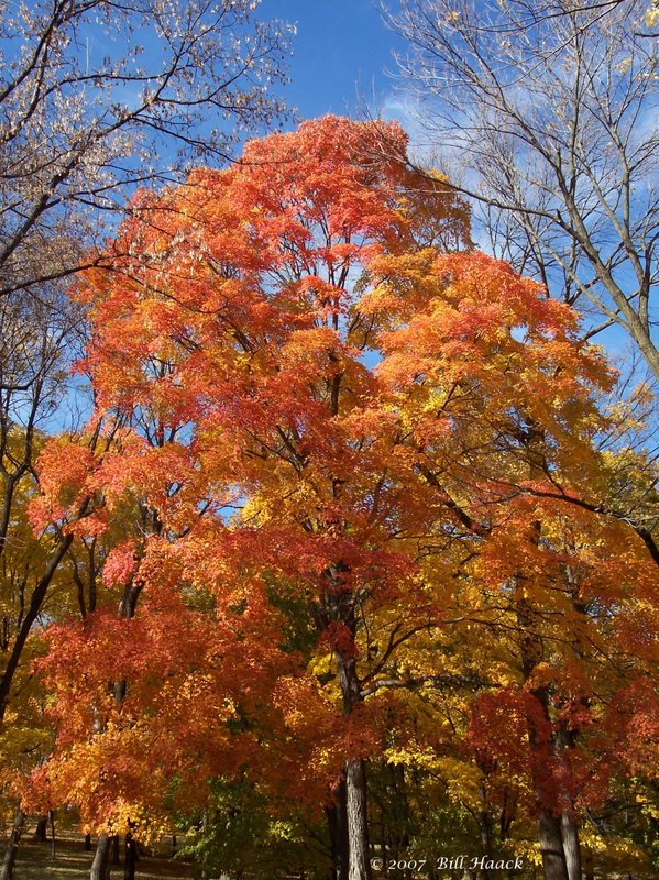 16_100_2951 fall tree orange 110305.jpg