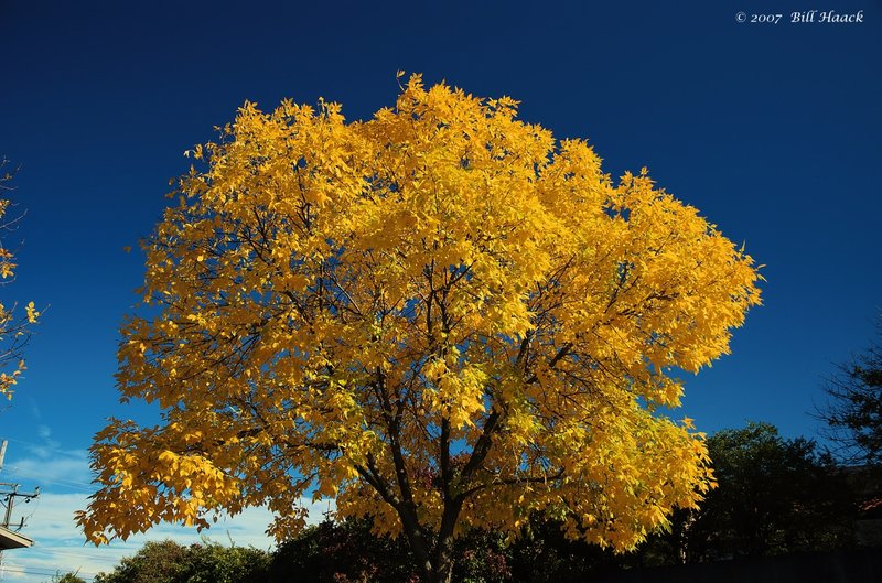 16_DSC_1144 2006 fall yellow tree 102307.jpg