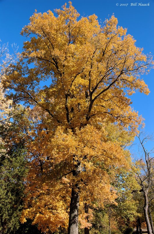 16_DSC_1692 fall color 2007 110507.jpg