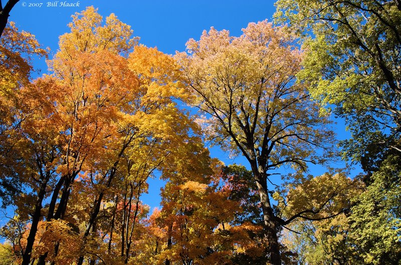 16_DSC_1708 fall color 2007 110507.jpg